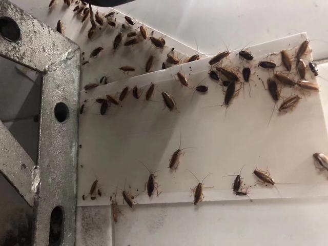 家庭使用滅蟑螂藥物的方法是什么？