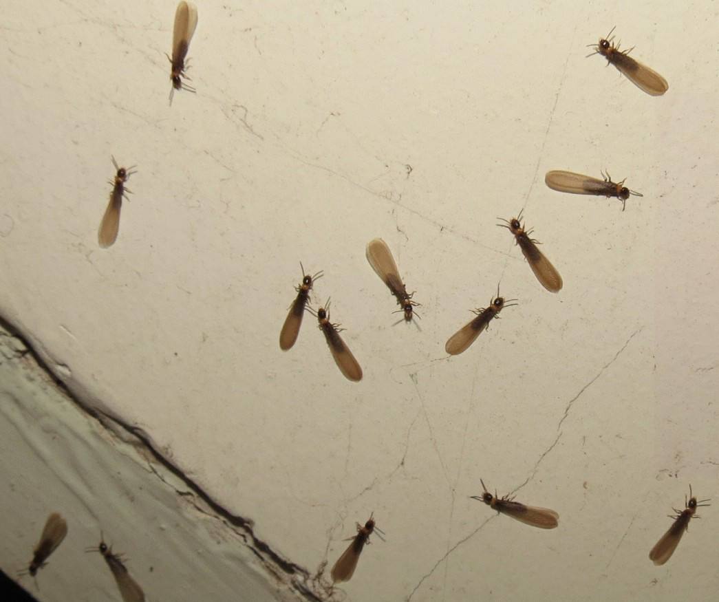 有害生物防治是什么意思？