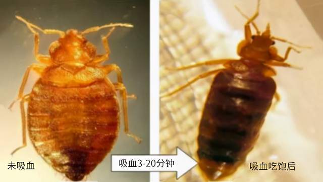 怎樣徹底消滅臭蟲？