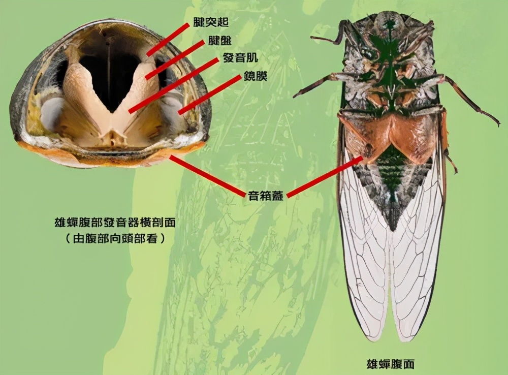為什么天越熱，蟬叫得越厲害？