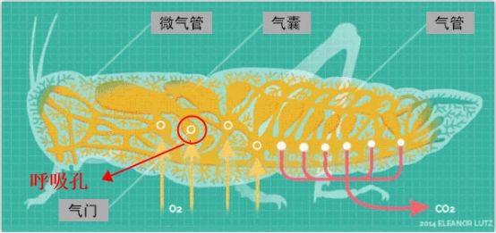 為什么蟑螂碰到洗發(fā)水會(huì)當(dāng)場死亡？