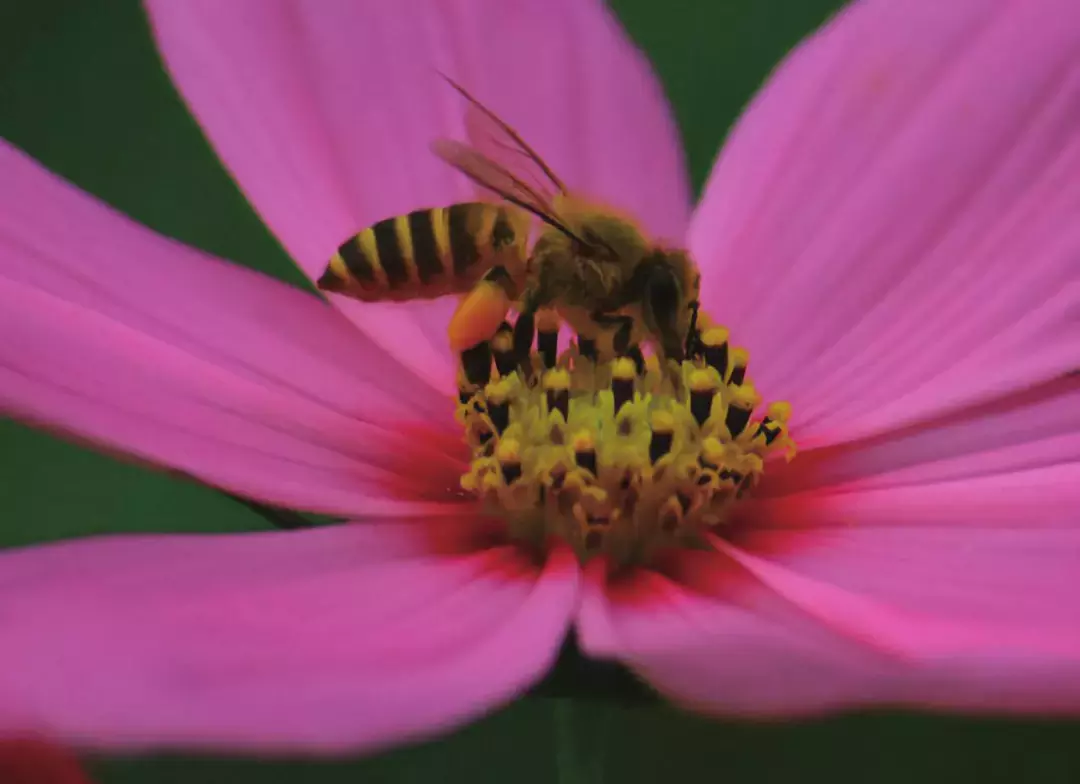 如何區(qū)分黃蜂、蜜蜂、馬蜂、胡蜂……各種蜂？