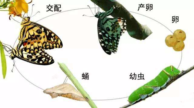 什么是全變態(tài)類？